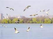Cloud Lake Waters Warm, Gulls Compete for Spring