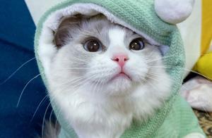 Are Ragdoll Cat Eyes All Blue? Judging Purebred Status Through Their Eyes!