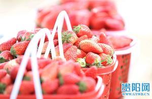 Strawberries in Guiyang are Ready to Be Picked! Come and Pick Strawberries!