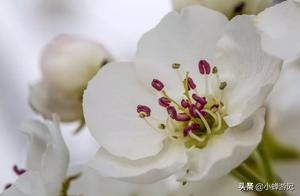 Spring Blooms in Huaian's Liushituowan: Peach Blossoms, Pear Blossoms, and Golden Rapeseed Flowers!