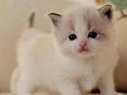 Can you change cat food for kittens freely?