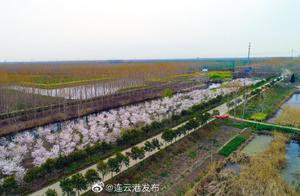Cherry Blossom Avenue Welcomes Visitors to Lianyungang
