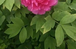 Jiaozhou Wuzhi Park Peonies Bloom, Attracting All