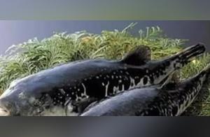 The Top 10 Most Poisonous Creatures in the World