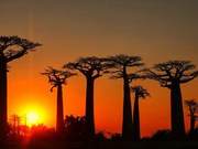Exploring Africa’s ‘Most Primitive’ Country: Monkey Bread Trees and Ring-Tailed Lemurs