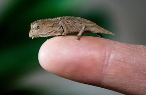 English animal park hatches miniature rare chameleon