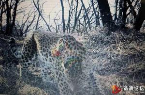Wild Animals Photographed in Jiuyang Nine-Milegou and Yuan Dazhai Using Infrared Cameras