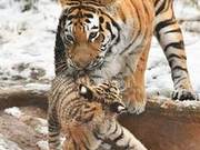 Zookeeper Feeds Tiger, Finds Mother Biting Cub: Is It a 'Baby-Snatching' Skill Deficiency?