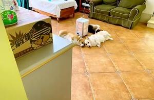 Three Corgis Huddle Around the Fireplace for Warmth, Owner Returns to Find Something Strange