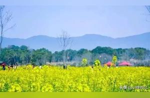 Laofu'an Pinwei Liancun Guyun: Golden Rapeseed Flowers in Bloom! Come and Experience the Spring Atmosphere!