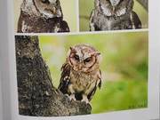 Birds of the Yellow River Delta – Barn Owl