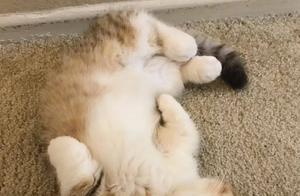 When Does Your Cat Show You Its Belly? It's Not Just About Begging for Scratches – Here's What It Really Means