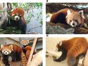 Latest Research Unveils the ‘Origins’ of the Red Panda”,