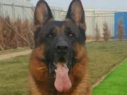 German Shepherd Standard