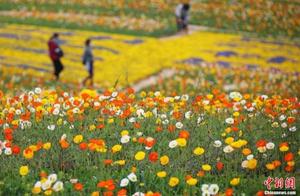 Jiangnan Flower Sea 'Embraces' Spring Colors