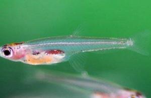The 10 Smallest Marine Animals in the World, Super Cute and Super Adorable