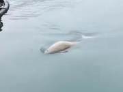 Wild Baijiangtuns (White River Dolphins) Reappear in Changdao Sea Area! Fishermen Capture Video of Them Playing in the Water
