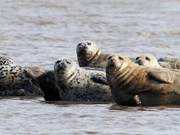 Pure-blooded ‘Liao Dong Bay Spotted Seals’ Enter Fattening Period