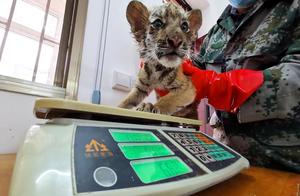 New South China Tigers Added to Luoyang