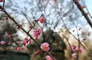 Afternoon Spring Landscape