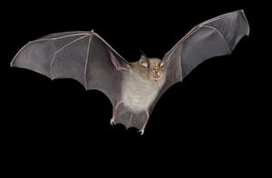 When did bats originate? What did bats look like in the ancient times?