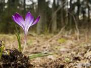 Quiet Words, Gentle Appreciation and Yielding
