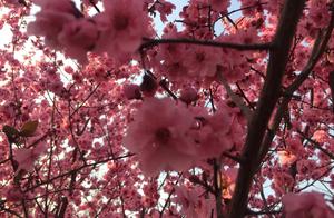 Spring Blooms, Visiting the Garden and Viewing the Scenery