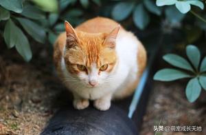 Orange Cat Depressed After Having Newborn Kittens, Feeling Like There's a Green Patch on Her Head