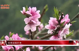 Stunning! Ten Thousand Acres of Peach, Pear, and Plum Blossoms in Yilong