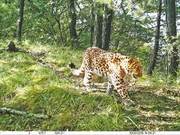 Magnificent and Vibrant! Chinese Leopards Spotted Again in Jiying