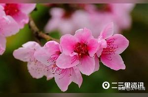 Watching the Pastoral Scenery of Mima River and the Willow Banks, Birds Sing and Flowers Bloom