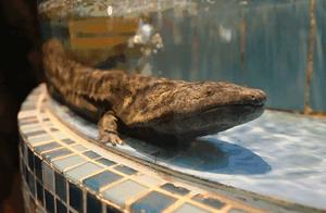 It can live to 130 years, survive without eating for 2-3 years, but it needs protection.