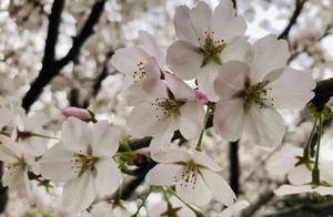 In March, TaiZhou People’s Park – Pink Cherry Blossoms Have Already Bloomed on the Branches, Come and Enjoy the Scenery!