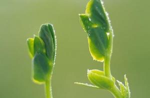 A Gentle Breeze and Rain Play on the Flowers, Accompanying the Horizon in Half-Awake Dreams.
