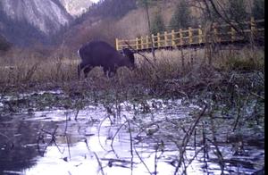 Captured! Endangered Species Crowned Deer and Eurasian Otters Spotted in Jiuzhaigou Scenic Area