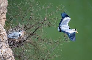 Pinglu, Shanxi: Yellow River Banks – Grey Herons in Flight