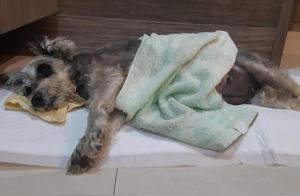 The Owner Couldn't Bear to See the Dog Sold Off at a Discount, Saying Goodbye After 12 Years of Companionship
