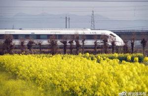 Train to Spring, Passing Through Fields of Rapeseed Flowers