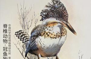 Zoological Encyclopedia: Bee-eater (Corythornidas): Don't Look! I'm Just a Bee-eater (Cyanocitta)