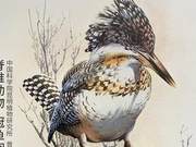 Biodiversity Encyclopedia Corythus Dog: Don't Look! I'm a Kingfisher!