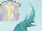 40 Million Years Ago, Fish Brains Were Prepared for Land