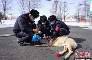 China's Coldest Town: Lost Sika Deer Rescued After Getting Stuck