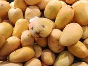 Little Seal in Mangoes