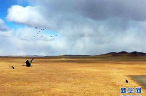 Inner Mongolia: Patrol and Investigation of Migratory Bird Protection