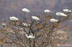Thousands of Egrets Migrate to Lian