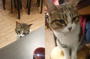 Cat Appears at the Dinner Table to Be with Meals - Store Reveals: 'It's a Repeat Offender'