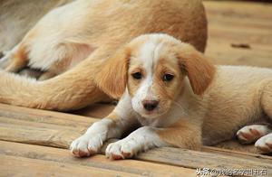 All Things Have Spirit – My Life with My Dogs