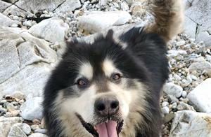 Island Dog Walking, Beautiful Horse-Raising Island Exploration