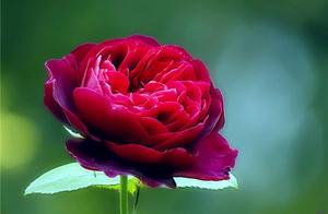 Beautiful Literary Works: Only through Love and Pain Do We Truly Understand Deep Emotions, and Only Through Letting Go Do We Achieve Reconciliation