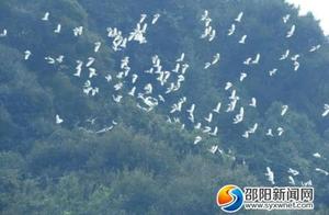 Spectacular! 900,000 Migratory Birds Fly Over Sanshan National Park, Setting a New Observation Record